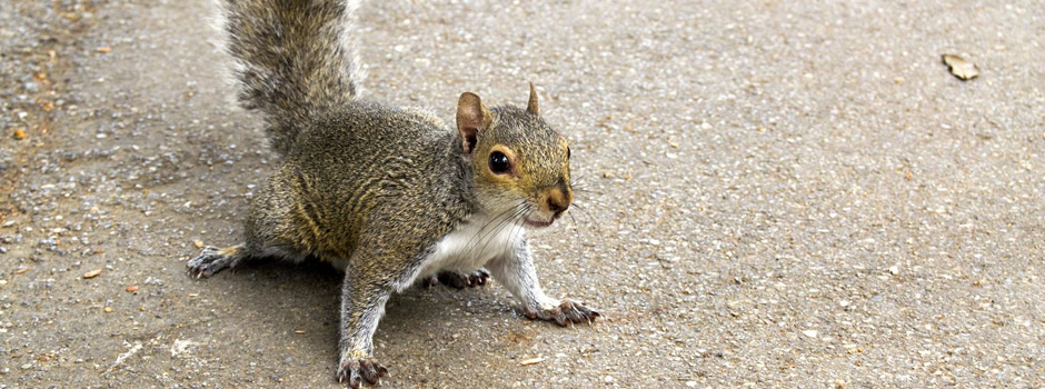 Squirrel Control Shelbyville